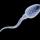 sperm