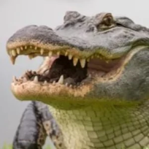 Gator Territory