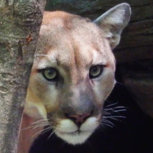 The Wilds 1 - Cougar (Feral x Human Lewd Story)