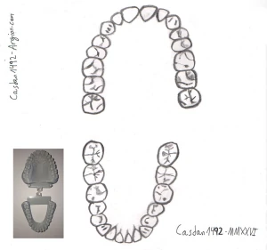 Drawing: an adult's full set of teeth