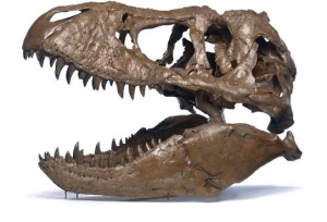 5. Fossil