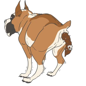 Boxer's bowel movement