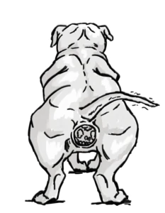 Pit bull poop (2)