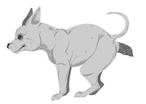Crapped out by a Chihuahua