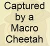 Captured by a Macro Cheetah